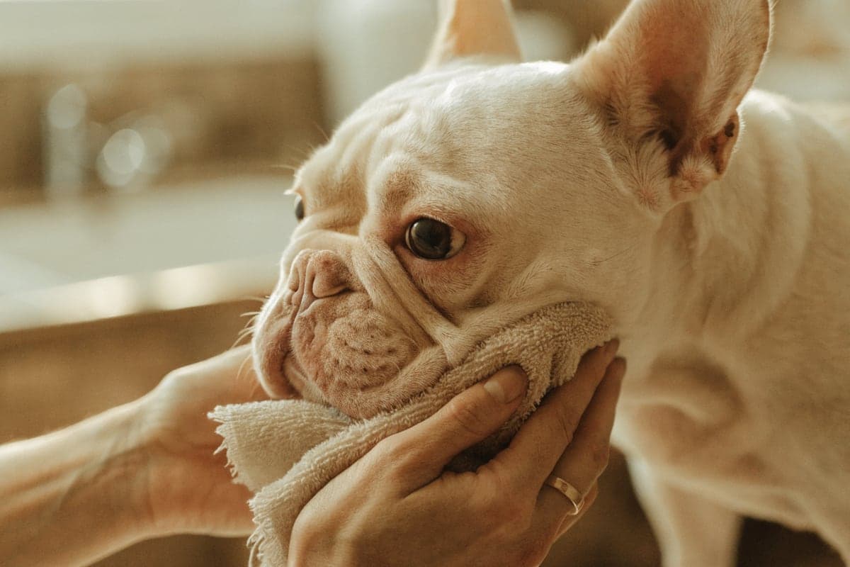 Gentle hands wiping the facial folds of a relaxed cream French Bulldog
