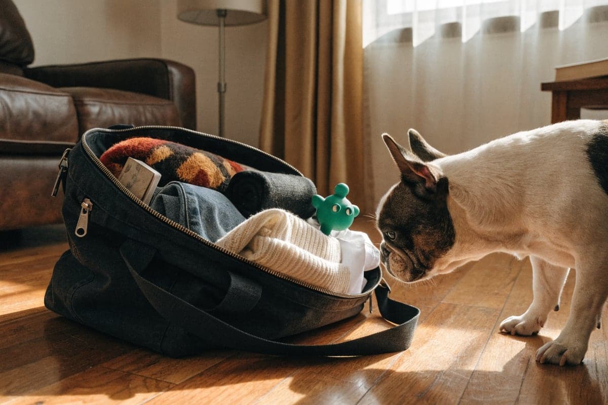 A packed dog-travel bag with a blanket and toy, a curious pied French Bulldog inspecting it