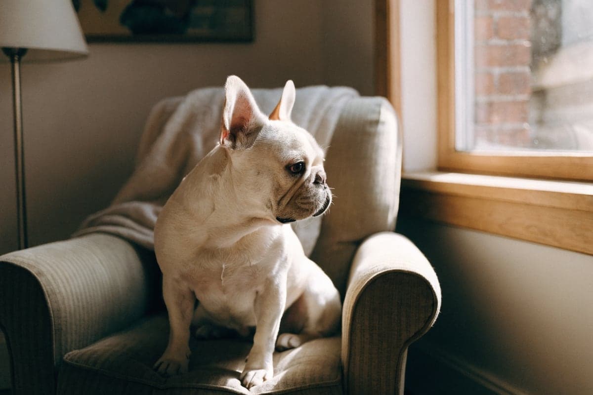 A cream French Bulldog watching quietly out a window from a cozy armchair