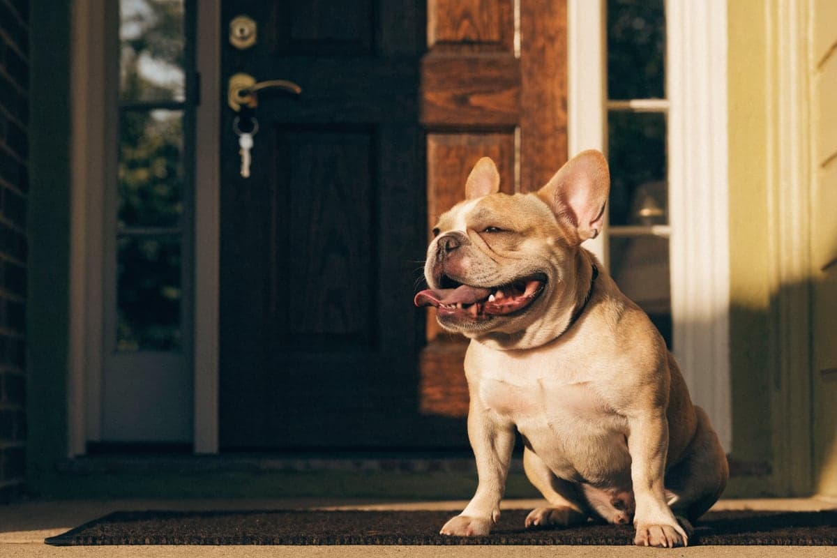 A happy fawn French Bulldog on a welcome mat at a front door with a key in the lock