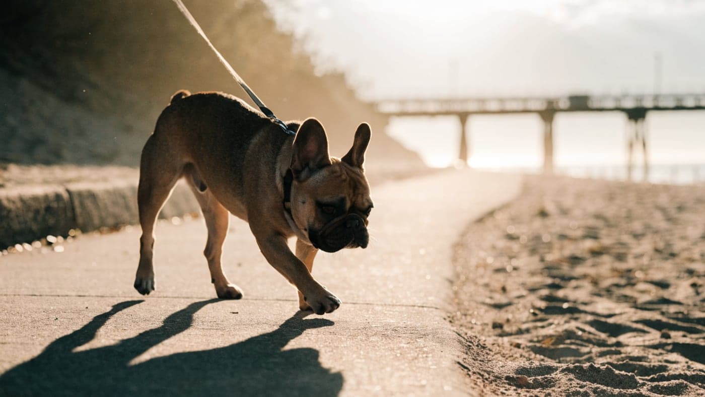A fawn French Bulldog on a leash walking a paved beach path at golden hour, a pier in the distance