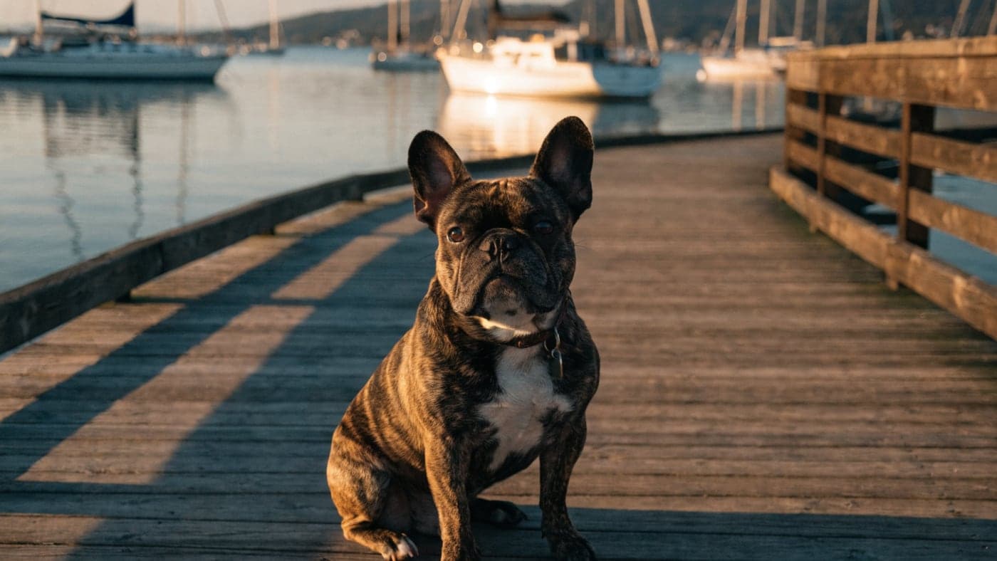A brindle French Bulldog sitting on a harbor boardwalk with sailboats moored behind