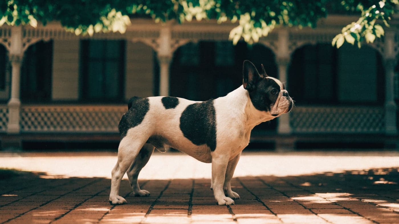 A pied French Bulldog on a brick path under an arching tree canopy, a Victorian porch behind