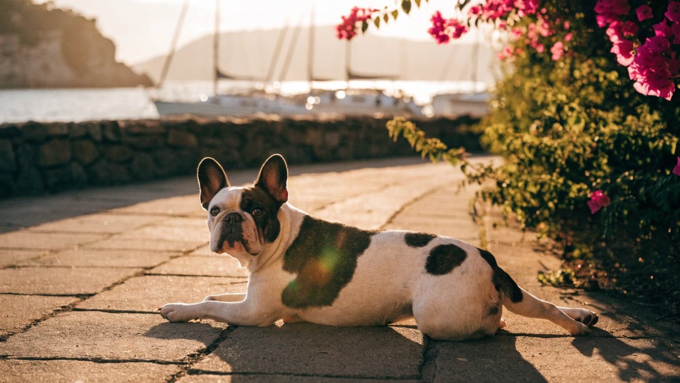 A pied French Bulldog lying on a coastal path beneath blooming bougainvillea, sailboats moored in the bay behind