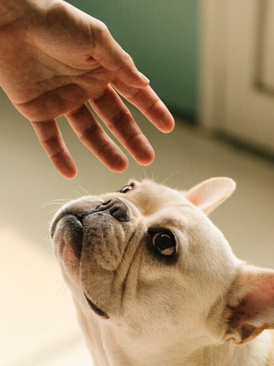 A French Bulldog looking attentively toward a caring hand